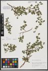 Foto von Salix tarraconensis Pau
